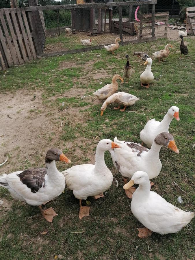 Chaloupka U Montyho Villa Vavrinec  Dış mekan fotoğraf